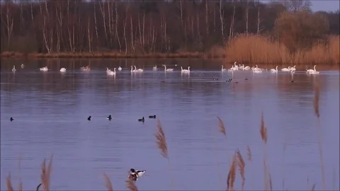 Swan Stock Footage 74113574
