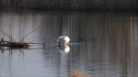 Swan Video stock 74113808