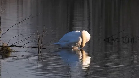 Swan Stock Footage 74113811