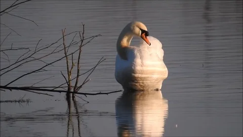 Swan Stock Footage 74113884