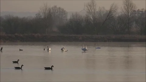 Swan Stock Footage 74114098