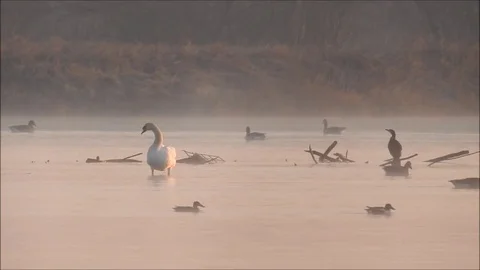 Swan Stock Footage 74114259