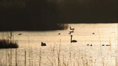 Swan Stock Footage 74116842
