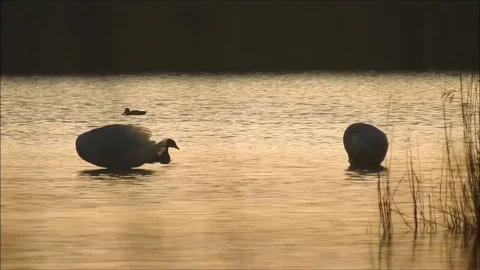 Swan Stock Footage 74116889