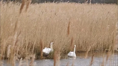 Swan Stock Footage 74117391
