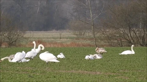 Swan Stock Footage 74119251