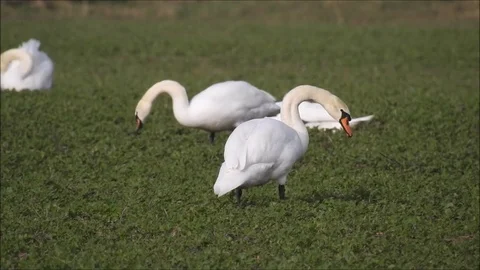 Swan Stock Footage 74119264