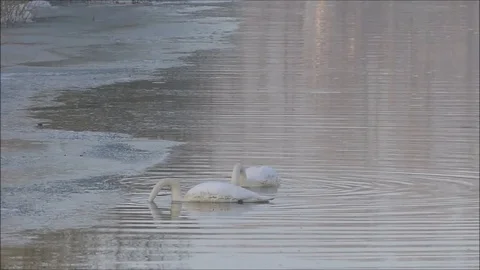 Swan Stock Footage 74125228