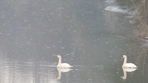 Swan Stock Footage 74125397