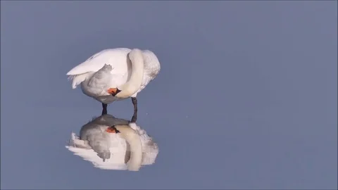 Swan Stock Footage 74128853