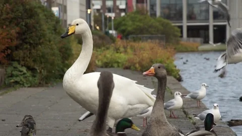 Swan Vídeos de archivo 78266598