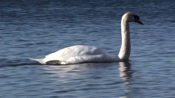 Swan 動画素材 85696706