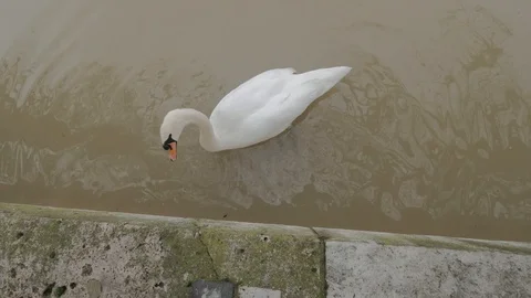 The swan 스톡 동영상 87341683
