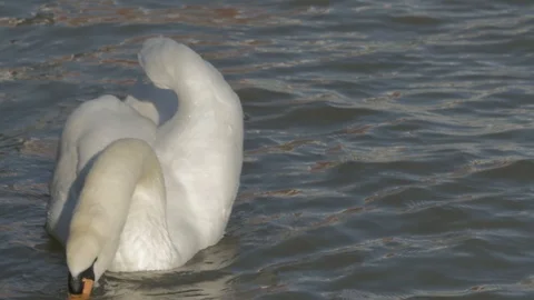 The swan 스톡 동영상 87344930