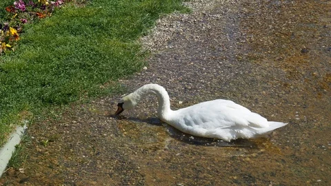 Swan Stock Footage 93116437