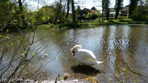 Swan Stock Footage 102471624