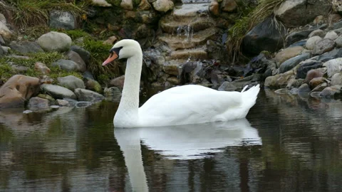 Swan Video stock 112419186