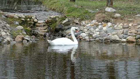 Swan Video stock 112421531