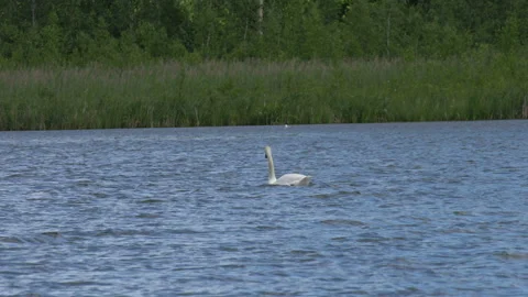Swan Stock Footage 114267210