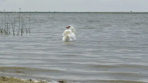 Swan Stock Footage 120688742