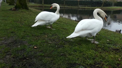 Swan Stock Footage 123580860