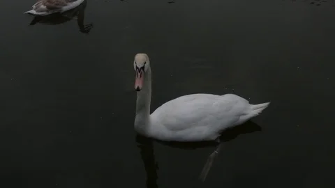 Swan Video stock 123584233