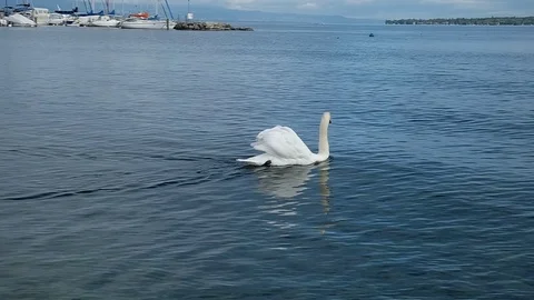 Swan Stock Footage 123692262