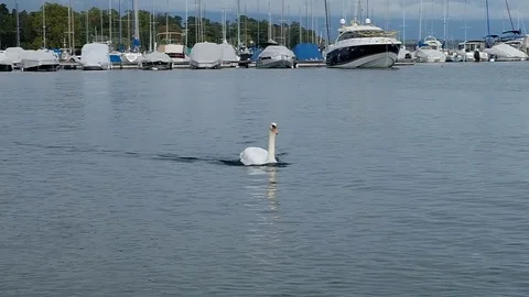 Swan Stock Footage 123692290