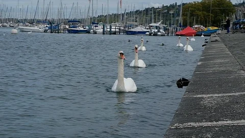 Swan Stock Footage 123696662