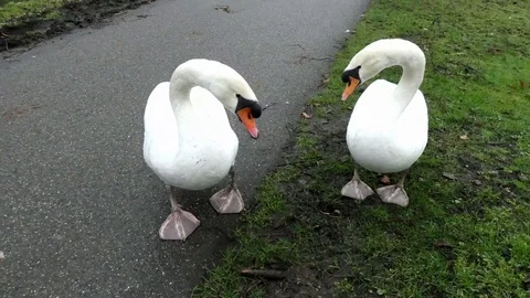 Swan Stock Footage 124025558