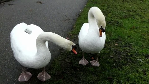 Swan Stock Footage 124025571
