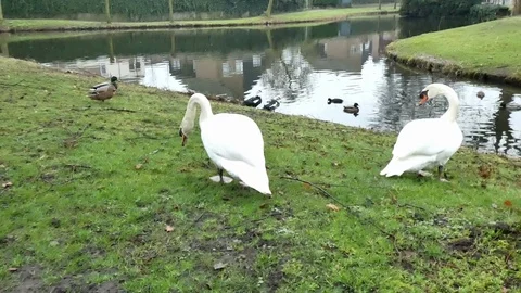 Swan Stock Footage 124025586