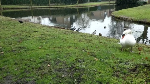 Swan Stock Footage 124025603