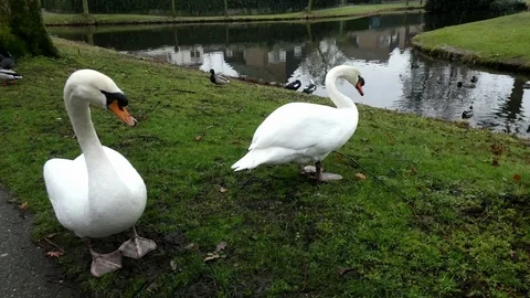 Swan Stock Footage 124025609