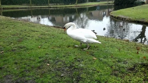 Swan Video stock 124025620