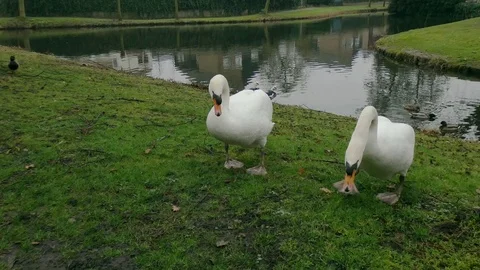 Swan Video stock 124026279