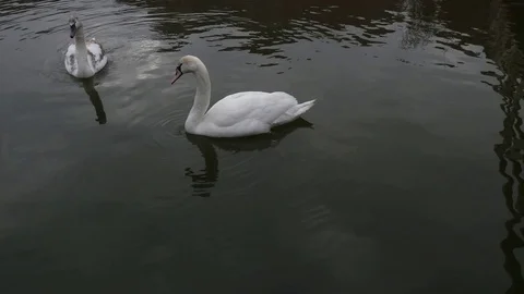 Swan Video stock 124026369