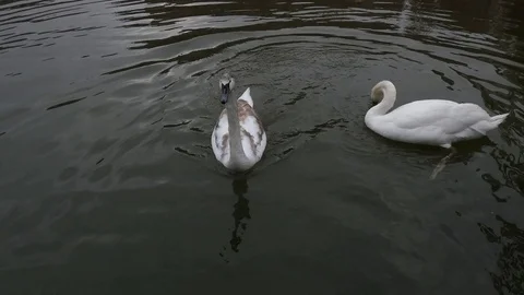 Swan Video stock 124026481