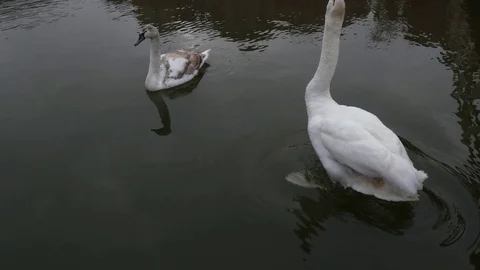 Swan Video stock 124026548