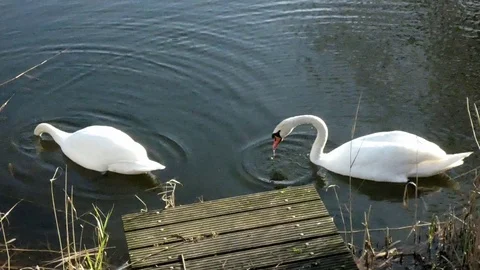 Swan Video stock 124026559