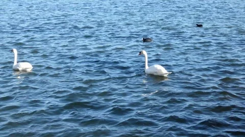 Swan Video stock 124026586