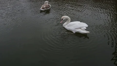 Swan Video stock 124026710