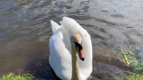 Swan Stock Footage 128609386