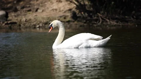 Swan Stock Footage 131073037