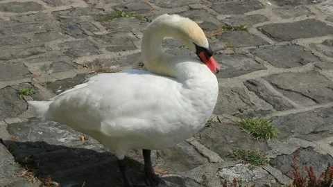 Swan Stock Footage 137105836