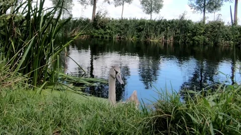 Swan Stock Footage 138322990
