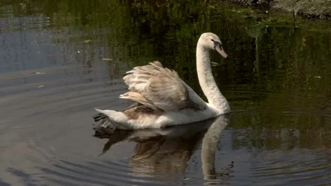 Swan Stock Footage 142200096