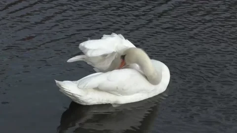 Swan Stock Footage 146166313