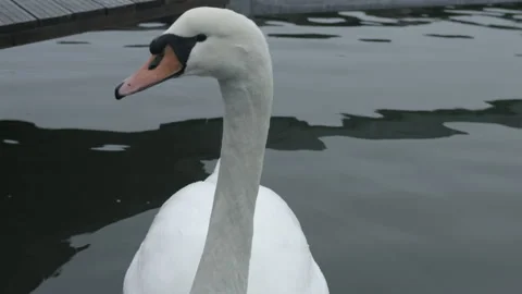 Swan Video stock 146649449