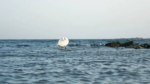 Swan Stock Footage 150059854